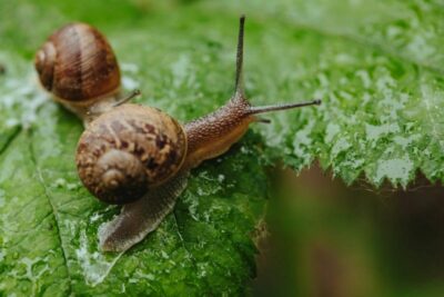 Comment Se Débarrasser Des Escargots Dans Votre Jardin